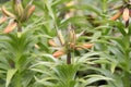 Crown imperial Fritillaria imperialis Aurora orange budding flowers Royalty Free Stock Photo